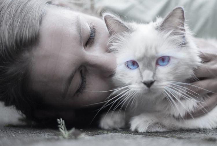 Makanan Alami Kucing: Memahami Preferensi dan Manfaatnya