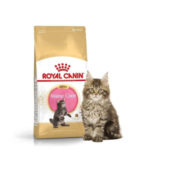 Panduan Lengkap Makanan Kucing Maine Coon Kitten untuk Pertumbuhan Optimal