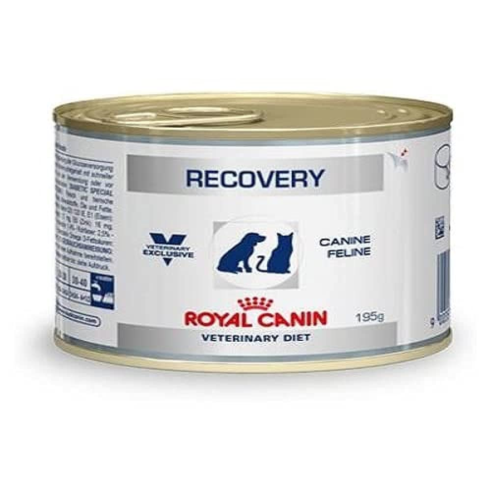 Makanan Recovery Kucing: Pemulihan Alami dan Optimal