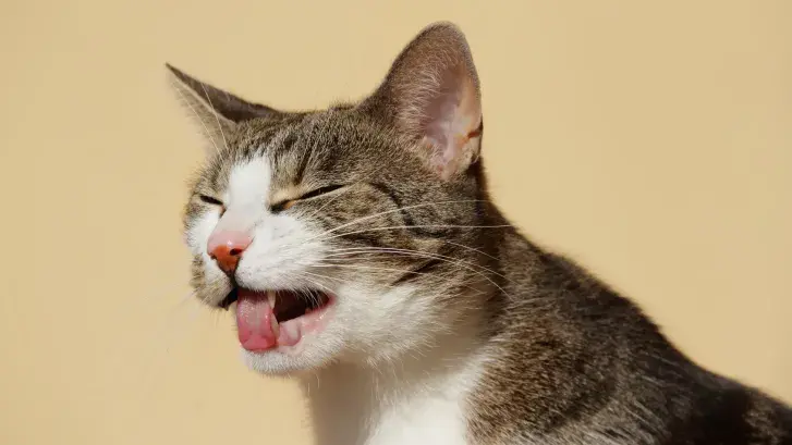Obat Alami untuk Kucing Muntah Makanan: Solusi Sehat dan Efektif