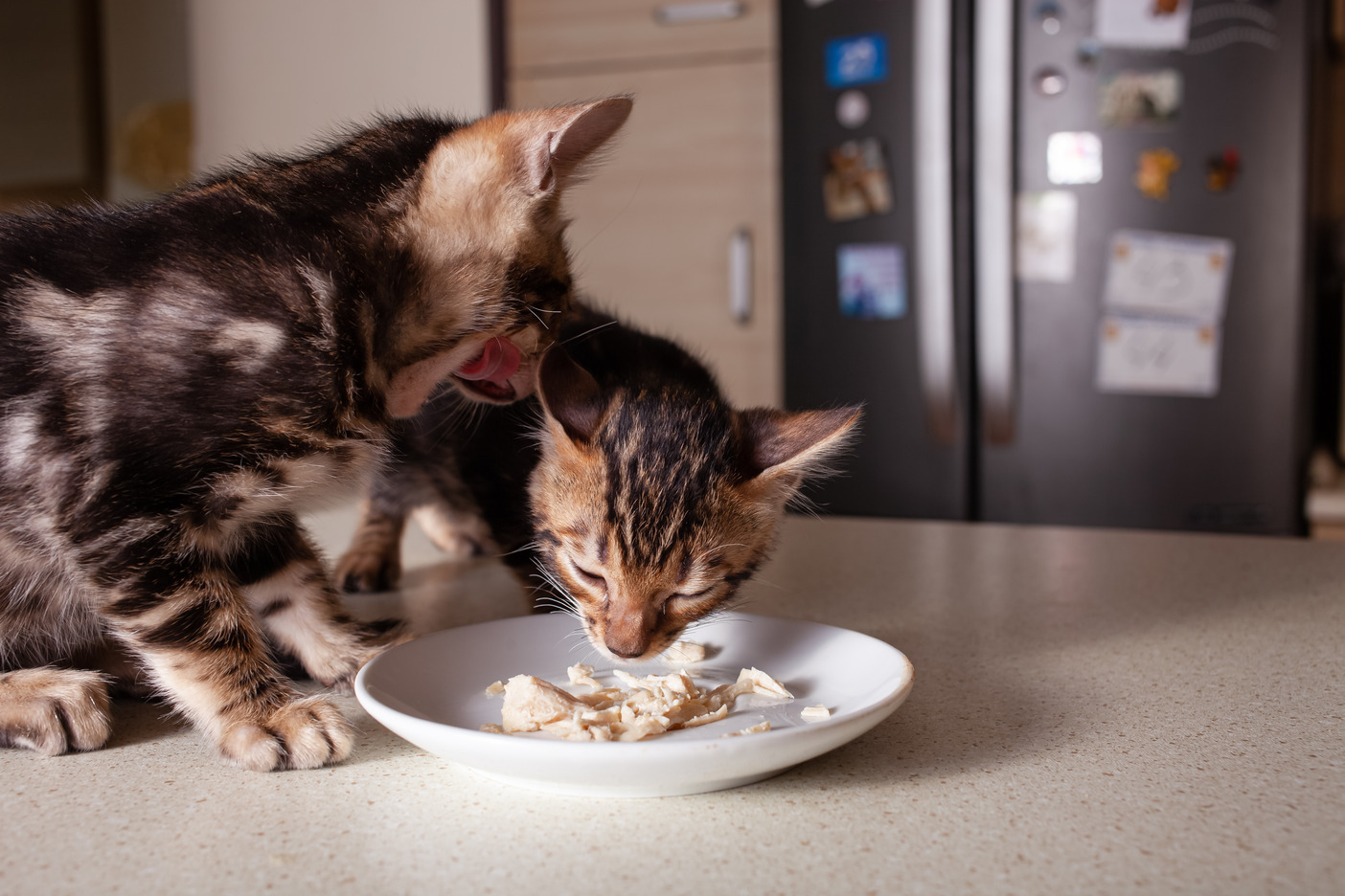 Mengatasi Sembelit pada Anak Kucing dengan Makanan Alami