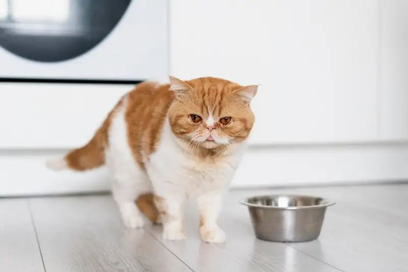 Memahami Kandungan Makanan Kucing Chester: Nutrisi Alami untuk Kesehatan Optimal