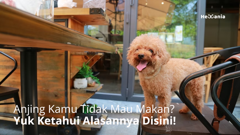 Anjing Kecil Mogok Makan: Mengungkap Penyebab dan Solusinya