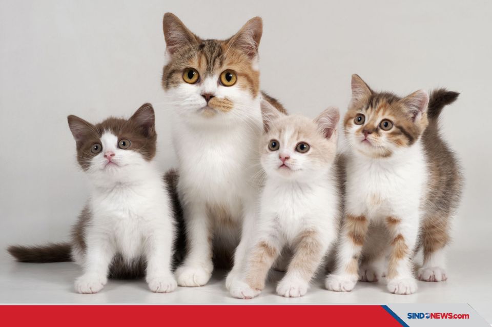Panduan Lengkap Memberi Makan Bayi Kucing Tanpa Induk Secara Alami