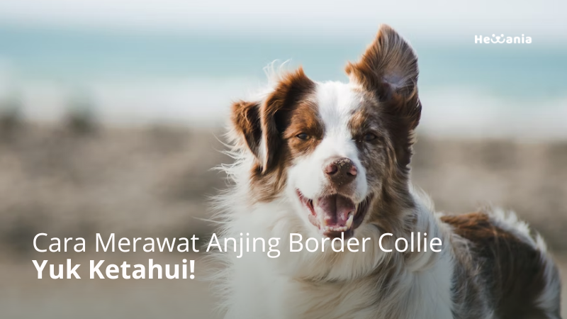 Panduan Lengkap Merawat Anjing Border Collie Secara Alami