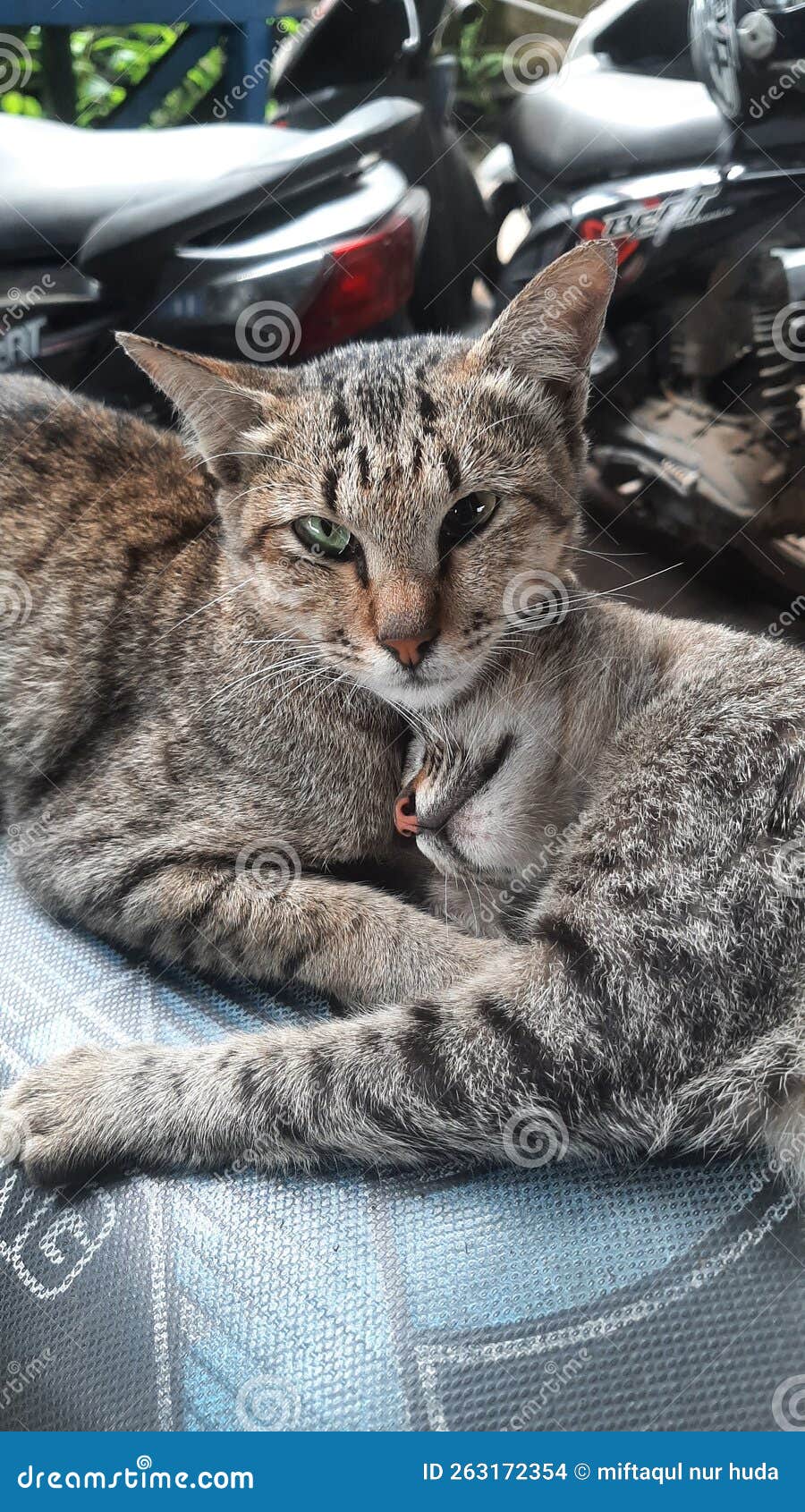 Memahami Keunggulan Makanan Kucing Cat Time untuk Kesehatan Kucing Kesayangan Anda