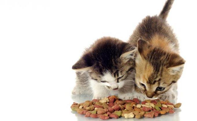 Makanan Kucing Menyusui: Dukungan Alami untuk Kesehatan Ibu dan Anak