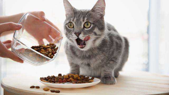 Ketersediaan Makanan Kucing di Indomaret: Panduan Lengkap