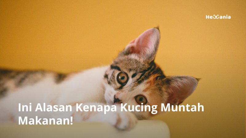 Kucing Kecil Muntah Makanan: Penyebab dan Cara Mengatasi Secara Alami