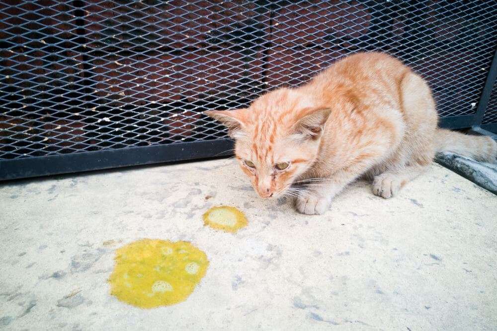 Kucing Muntah Makanan Dry Food: Penyebab dan Solusi