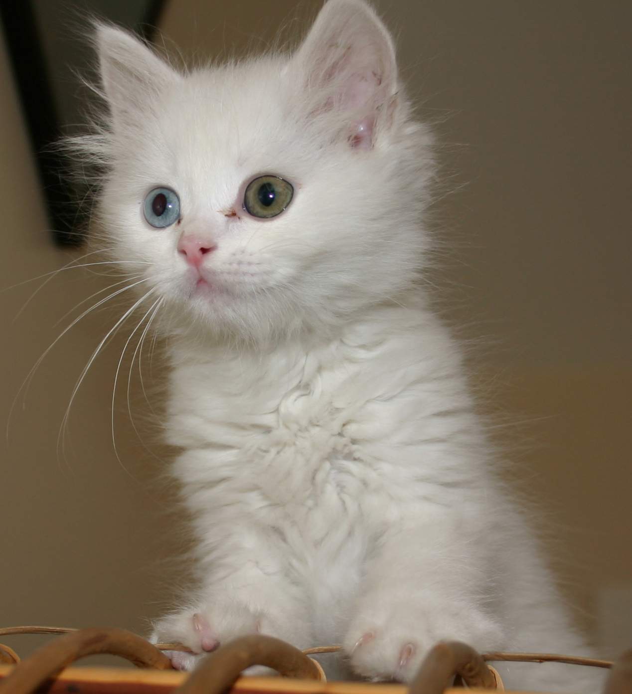 Memilih Makanan Terbaik untuk Kitten: Panduan Visual dan Nutrisi