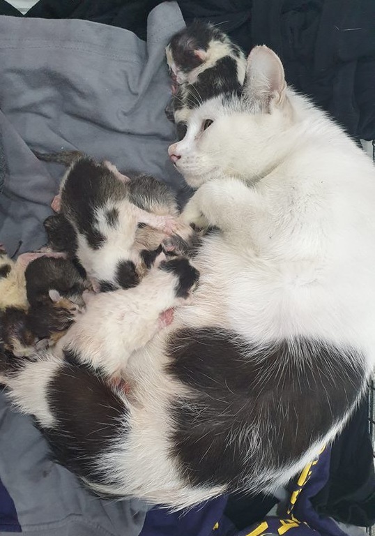 Panduan Lengkap Makanan untuk Kucing Baru Beranak