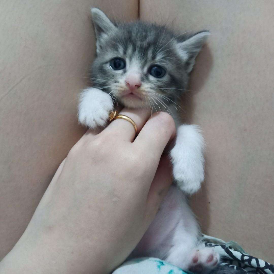 Panduan Lengkap: Memilih Makanan Kucing Persia Kecil Secara Alami untuk Kesehatan Optimal