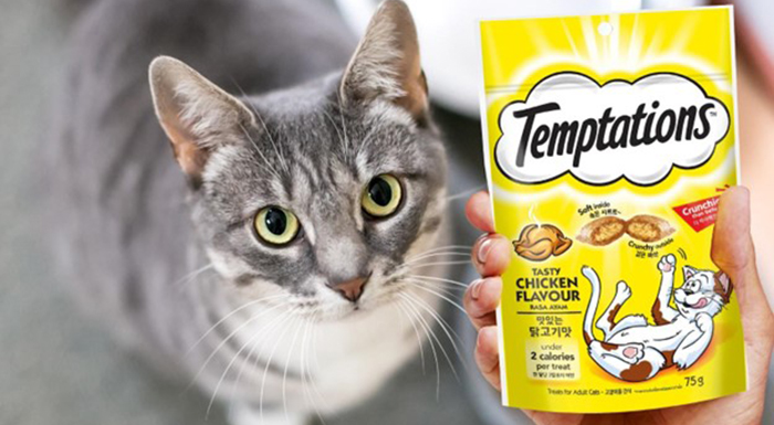 Makanan yang Disukai Kucing Kecil Secara Alami: Panduan Lengkap