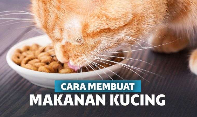Membuat Kucing Gemuk Sehat: Pilihan Makanan Alami dan Merata