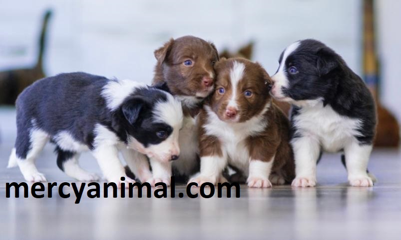 Panduan Lengkap Merawat Anak Anjing Pom Bagi Pemula