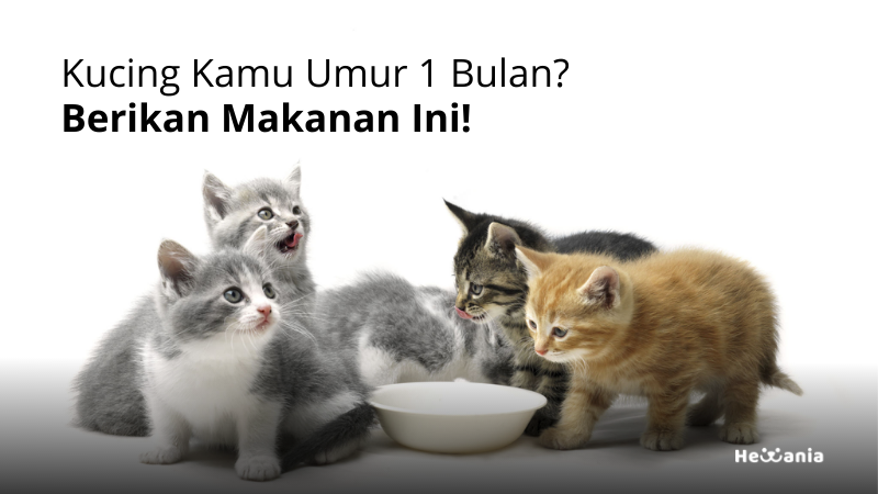 Makanan Basah Alami untuk Anak Kucing 1 Bulan: Panduan Lengkap