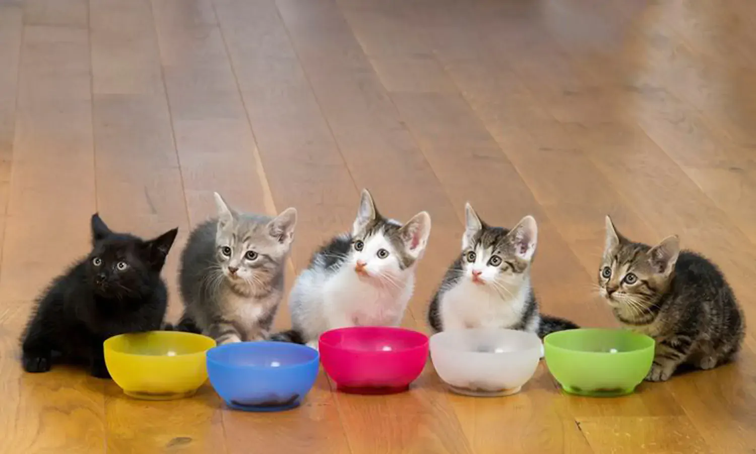 Makanan Anak Kucing Lembek: Memastikan Nutrisi Optimal Secara Alami