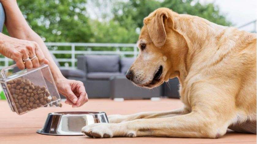 Makanan Anjing Kiloan: Pilihan Ekonomis dan Bergizi