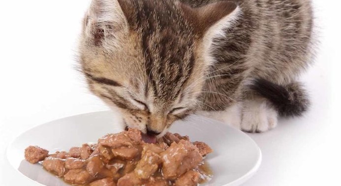 Makanan Kucing Buatan Sendiri: Solusi Alami untuk Kesehatan Optimal