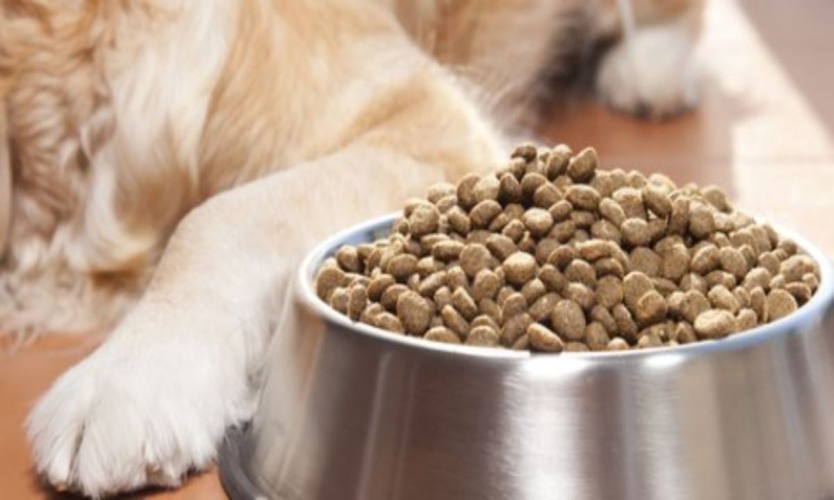 Makanan Kesukaan Anjing Husky: Panduan Lengkap dan Alami