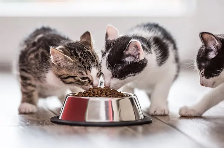 Mengatasi Mencret pada Kucing dengan Makanan Alami: Panduan Lengkap