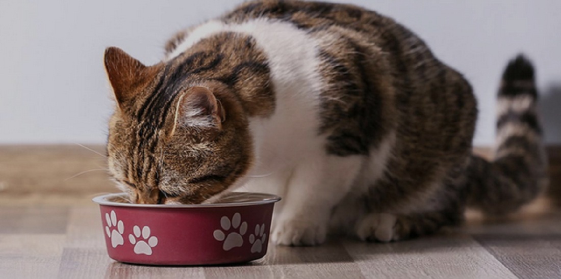 Makanan Kucing Cepat Kenyang: Solusi Alami dan Efektif