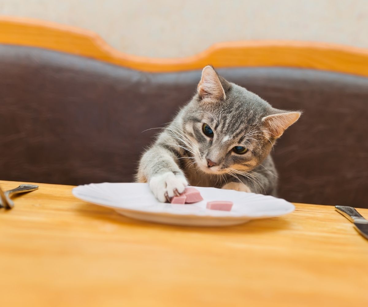 Nutrisi Optimal untuk Anak Kucing: Makanan Kucing Saat Kecil yang Alami