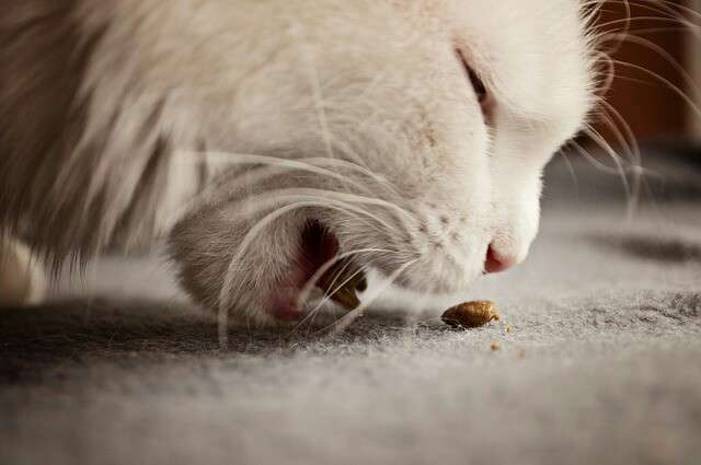 Memilih Makanan Kucing Anggora Alami: Kunci Kesehatan dan Kebahagiaan