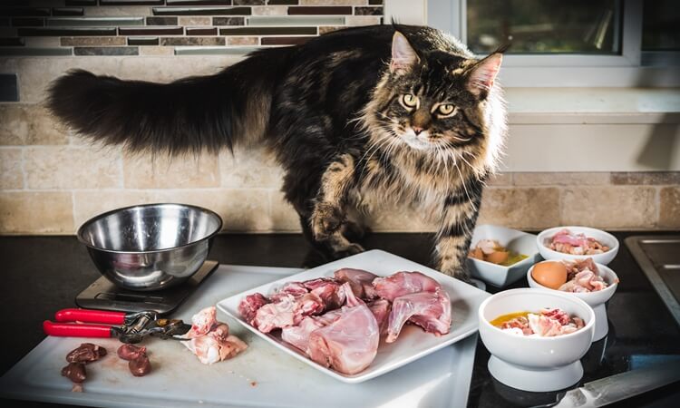 Makanan Kucing Maine Coon Murah dan Alami: Solusi Nutrisi Terjangkau