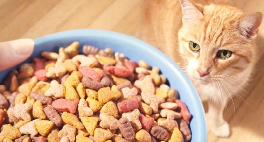 Makanan Kucing Persia Murah: Panduan Lengkap untuk Pemilik