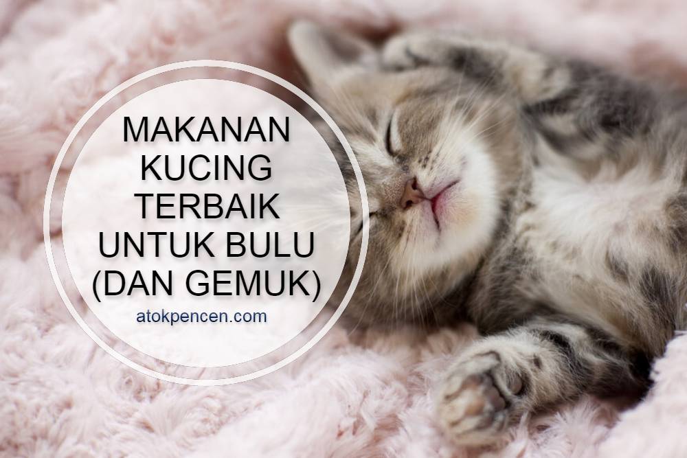 Memilih Makanan Kucing Adult Terbaik: Pilihan Alami untuk Kesehatan Optimal