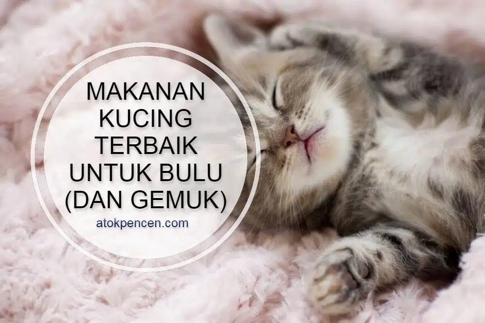 Makanan Kucing Urinary Terbaik: Solusi Alami untuk Kesehatan Saluran Kemih