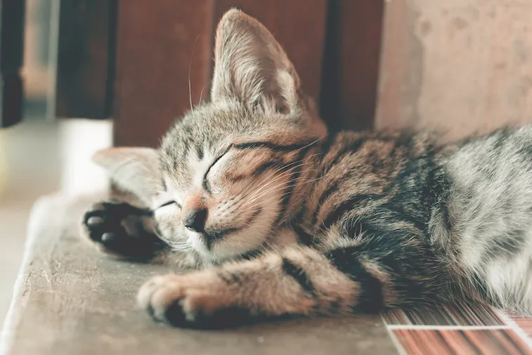 Rekomendasi Makanan Kucing Umur 1 Bulan: Alami dan Sehat