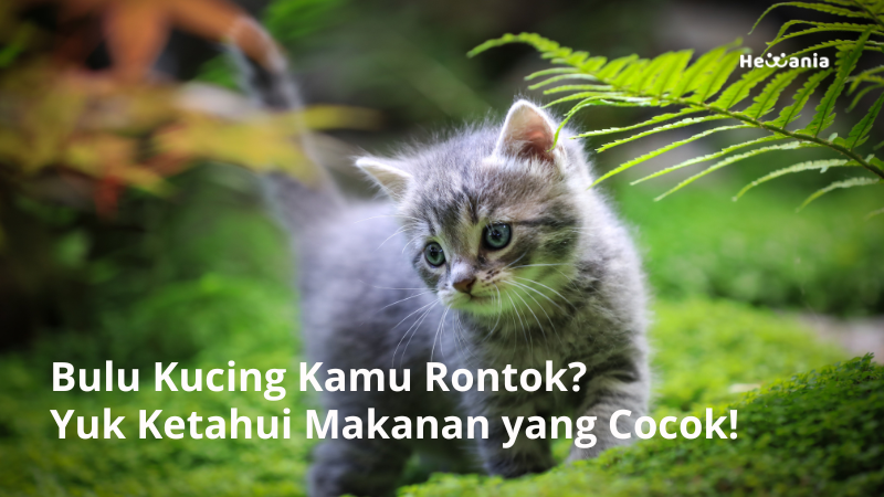 Solusi Alami untuk Rontok pada Kucing: Memilih Makanan Kucing Murah Berkualitas