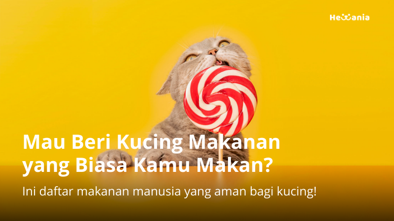 Makanan Kucing yang Aman Dikonsumsi Manusia: Fakta dan Pertimbangan