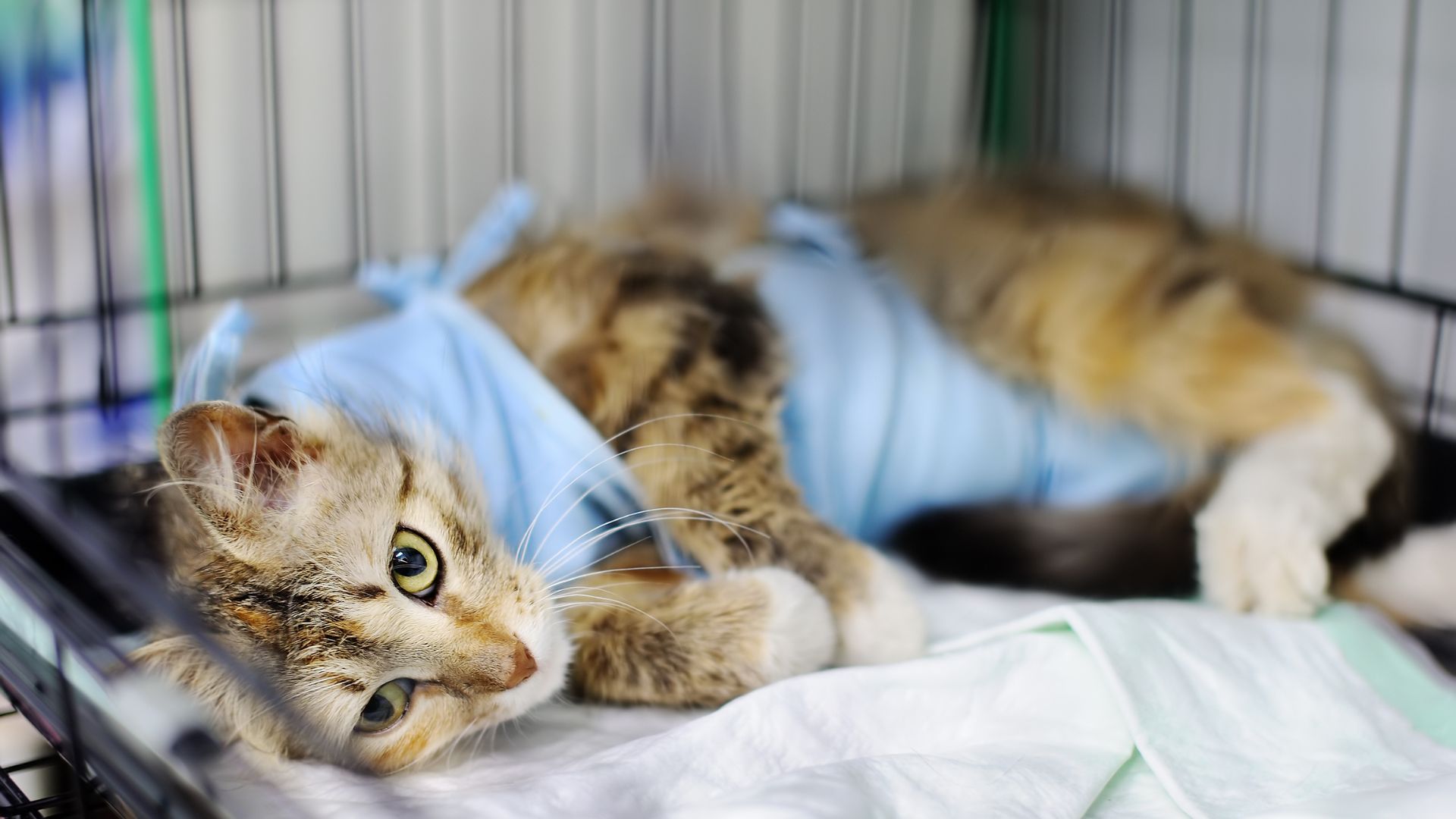 Mengatasi Cacingan pada Kucing dengan Makanan Kucing Cacingan Alami