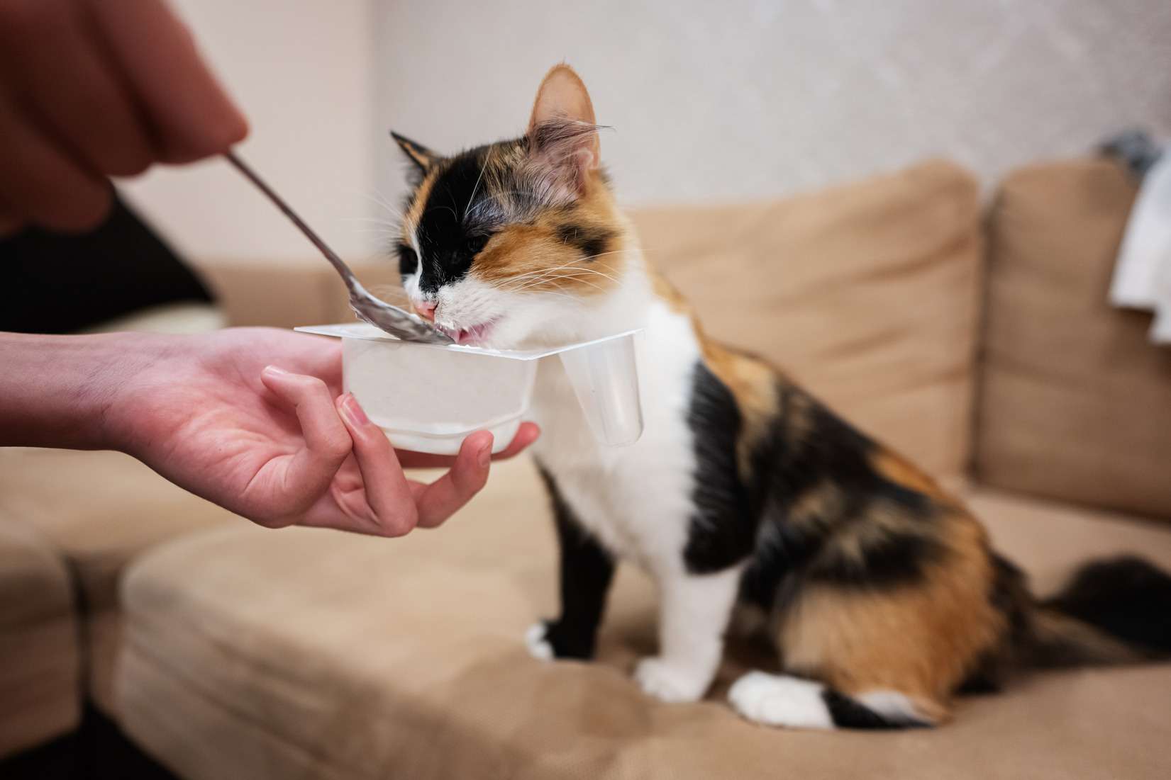 Makanan Alami untuk Kucing Sakit: Solusi Alami untuk Pemulihan Optimal