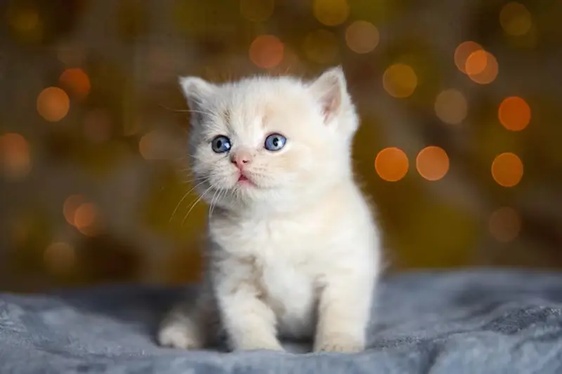 Nutrisi Terbaik untuk Induk Kucing Pasca Melahirkan