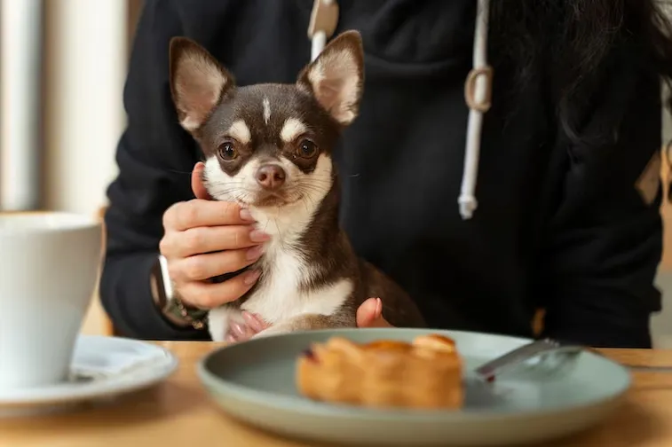 Makanan Berbahaya untuk Anjing Peliharaan: Panduan Lengkap