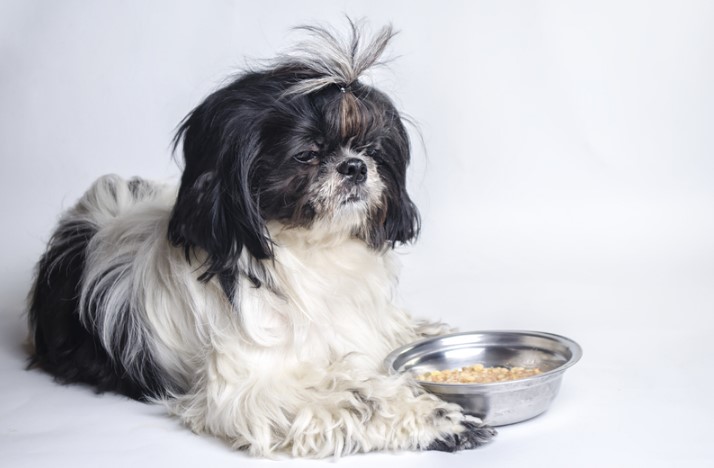 Merawat Anjing Shih Tzu Umur 2 Bulan: Panduan Lengkap Alami