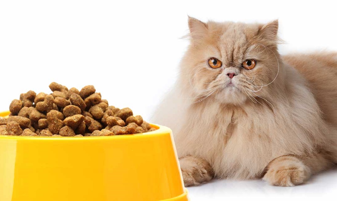 Makanan Kucing: Beauty Review Alami untuk Kucing Kesayangan Anda