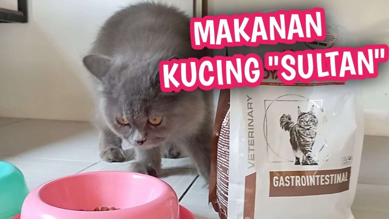 Makanan Alami untuk Kucing Diare Berdarah: Panduan Komprehensif