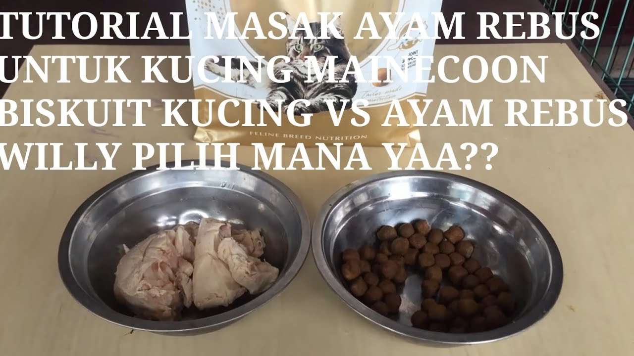 Makanan Kucing Ayam Rebus: Alternatif Alami yang Menyehatkan