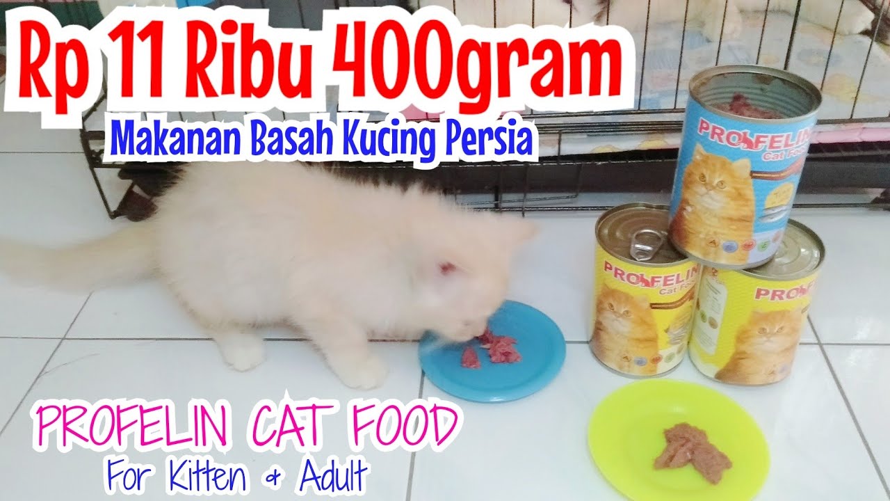 Daya Tahan Makanan Basah Kucing di Suhu Ruangan: Panduan Lengkap