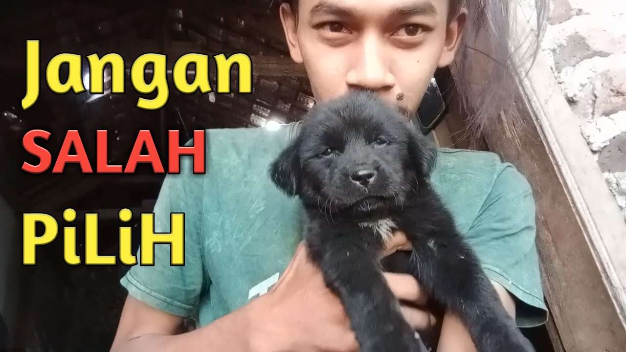 Memilih Makanan Anjing yang Bagus Secara Alami: Panduan Komprehensif