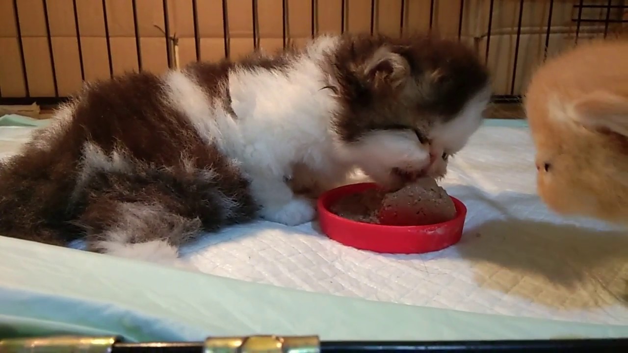 Makanan Basah Terbaik untuk Anak Kucing Umur 1 Bulan: Panduan Lengkap