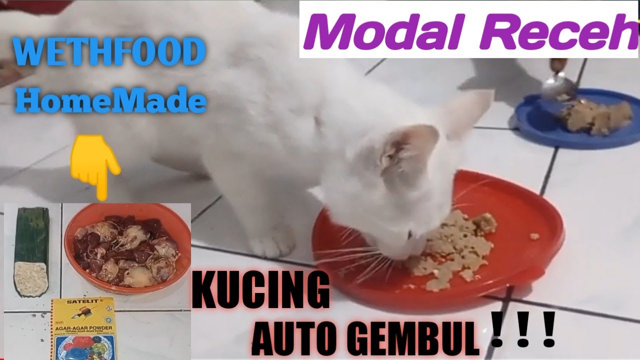 Cara Membuat Makanan Kucing Kampung Agar Cepat Gemuk Secara Alami