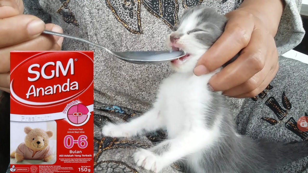 Panduan Lengkap: Makanan untuk Bayi Kucing Tanpa Induk