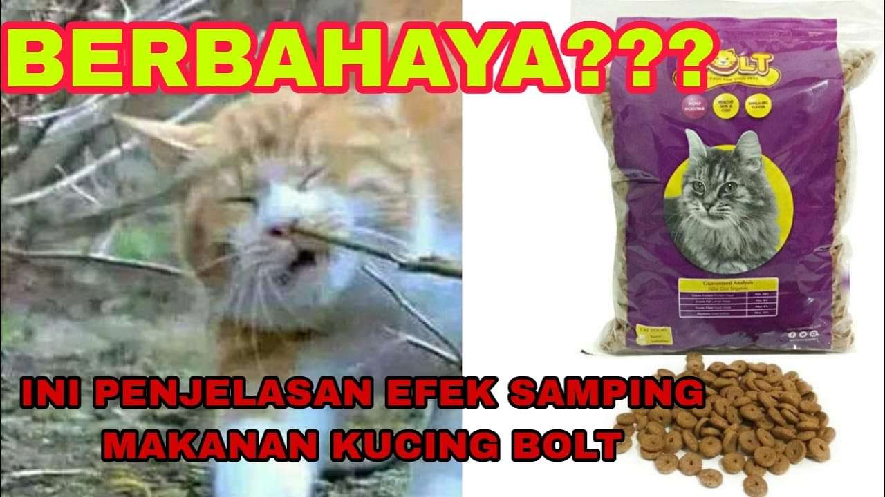 Makanan Kucing Bolt: Amankah untuk Kucing Kesayangan Anda?